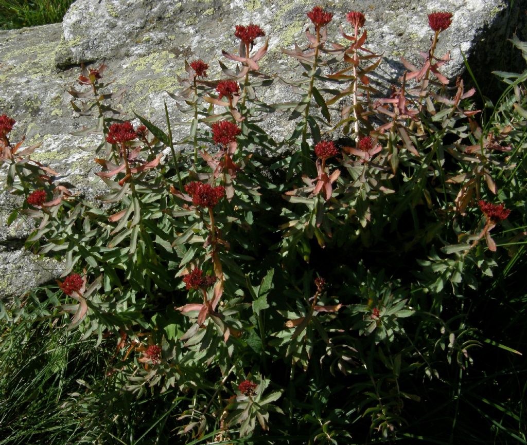 Rhodiola rosea / Rodiola rosea